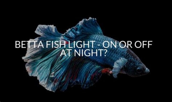 Should I keep my betta fish light on at night?