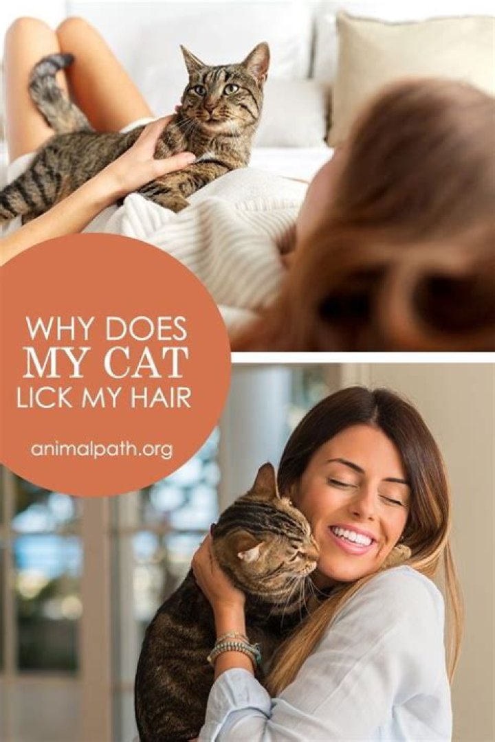 Should I let my cat lick my hair?