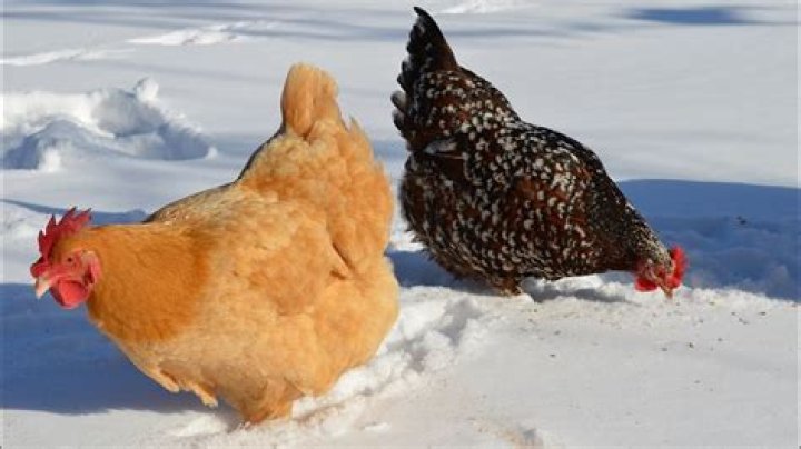 Should I let my chickens out in the snow?