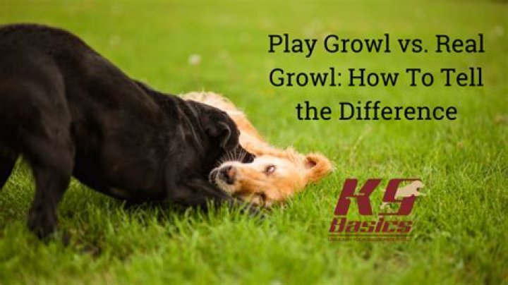 Should I play growl with my dog?