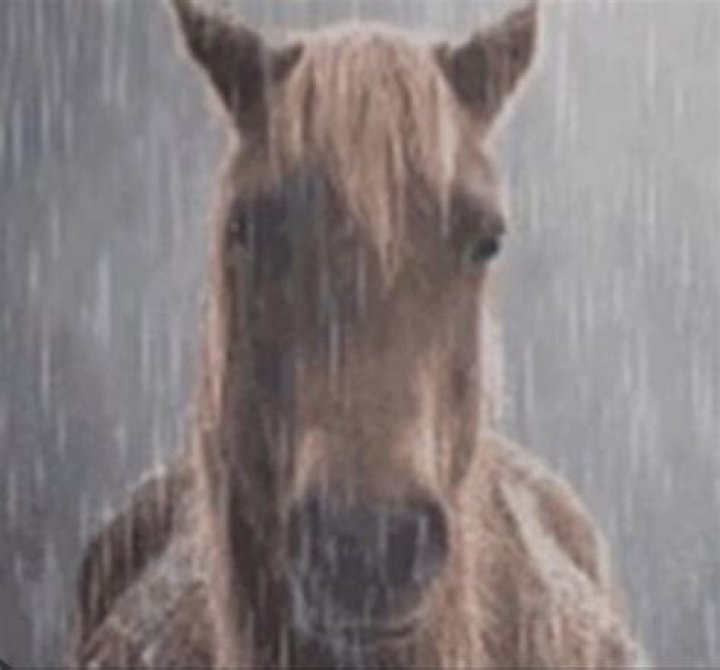 Should I rug my horse in the rain?