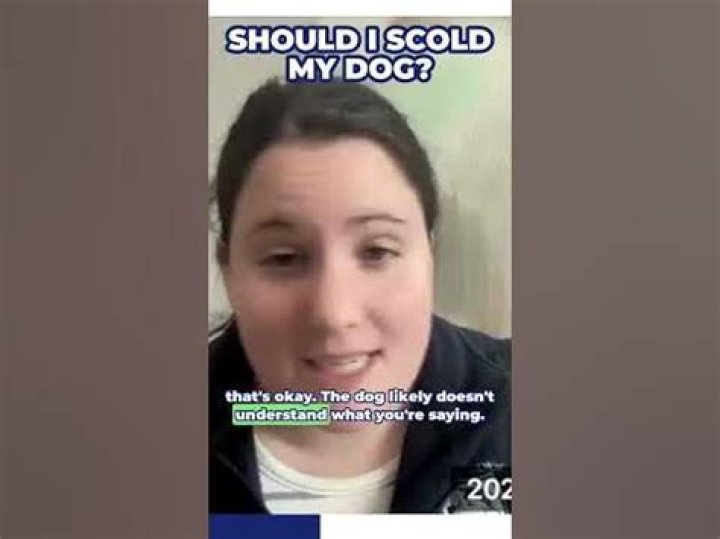 Should I scold my dog?