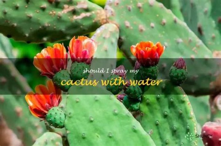 Should I spray my cactus with water?