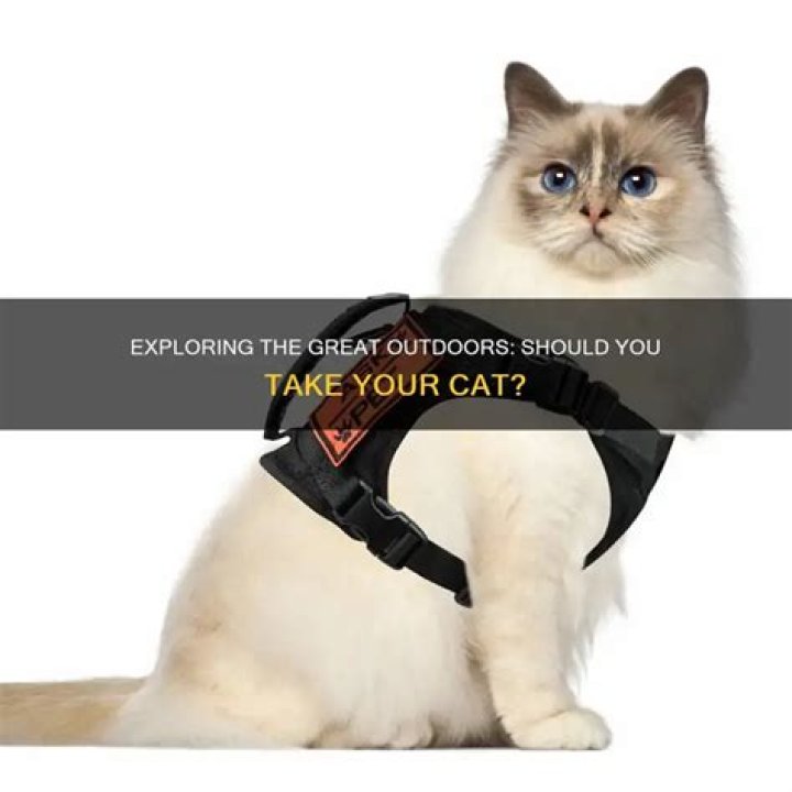 Should I take my cat on walks?