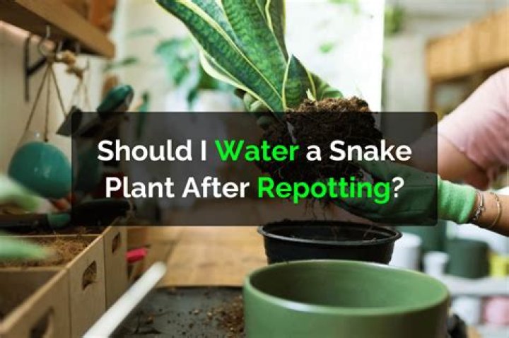 Should I water after repotting root rot?