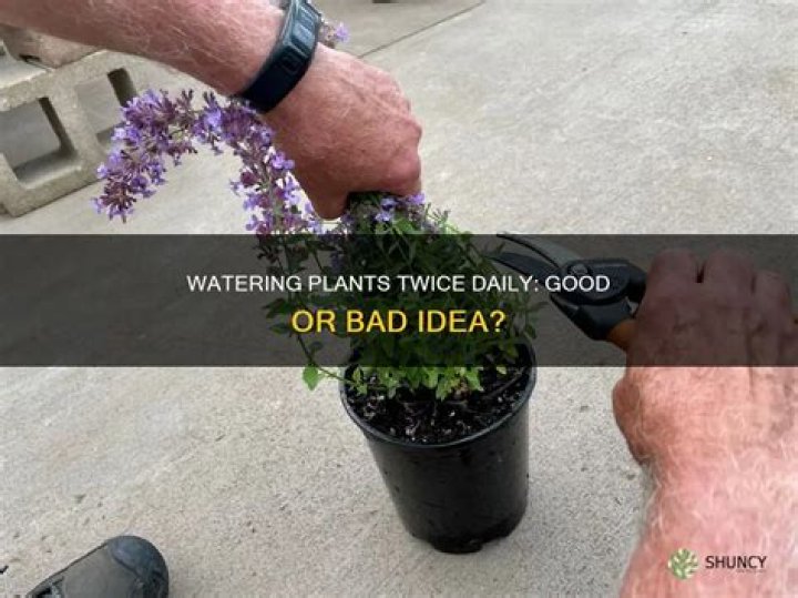 Should I water my plants twice a day?