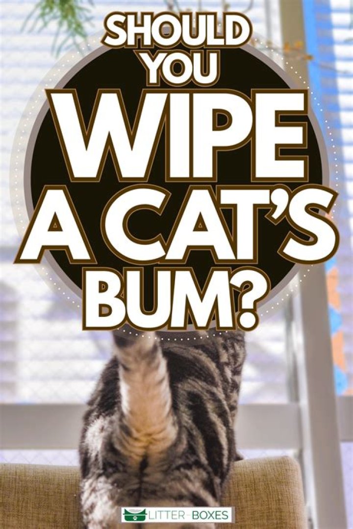 Should I wipe my cat's bottom?