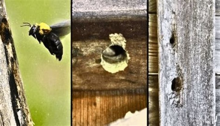 Should I worry about carpenter bees?