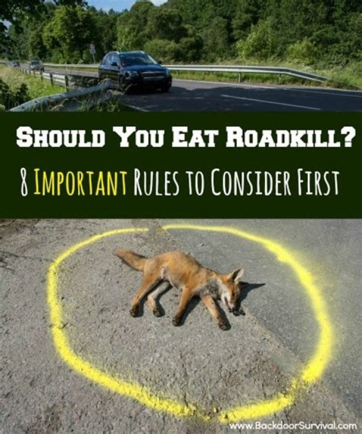 Should we eat roadkill?