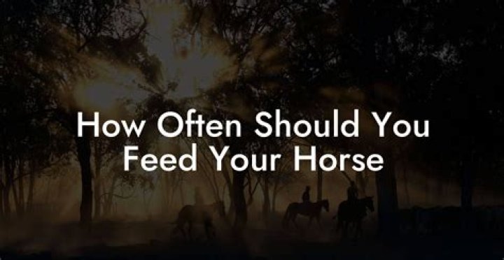Should you feed your horse before trailering?
