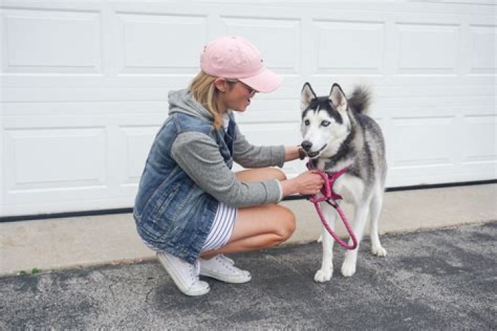 Should you get a dog before or after baby?