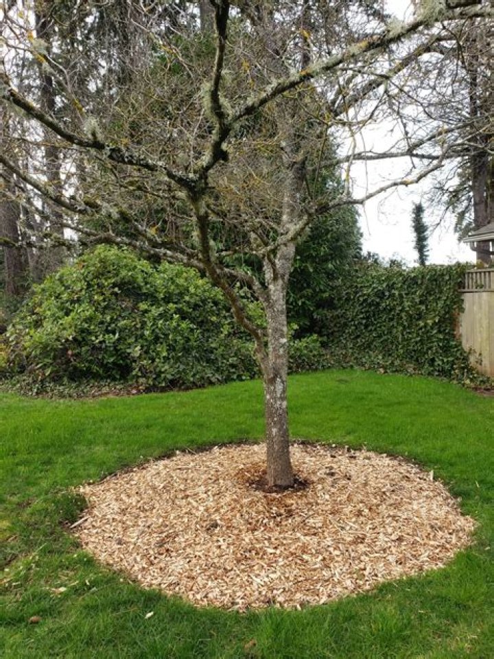 Should you mulch around oak trees?