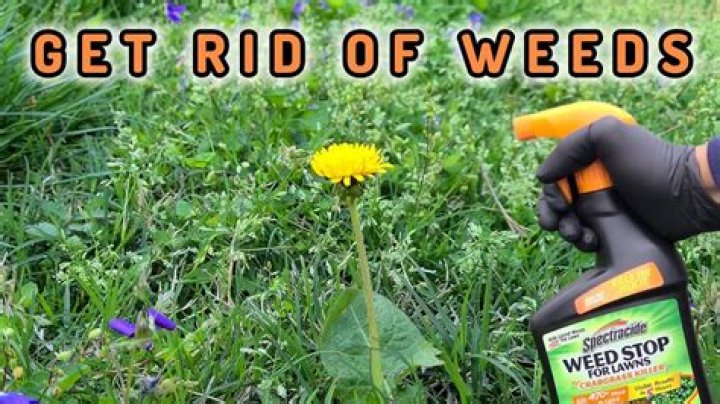 Should you pull weeds before fertilizing?