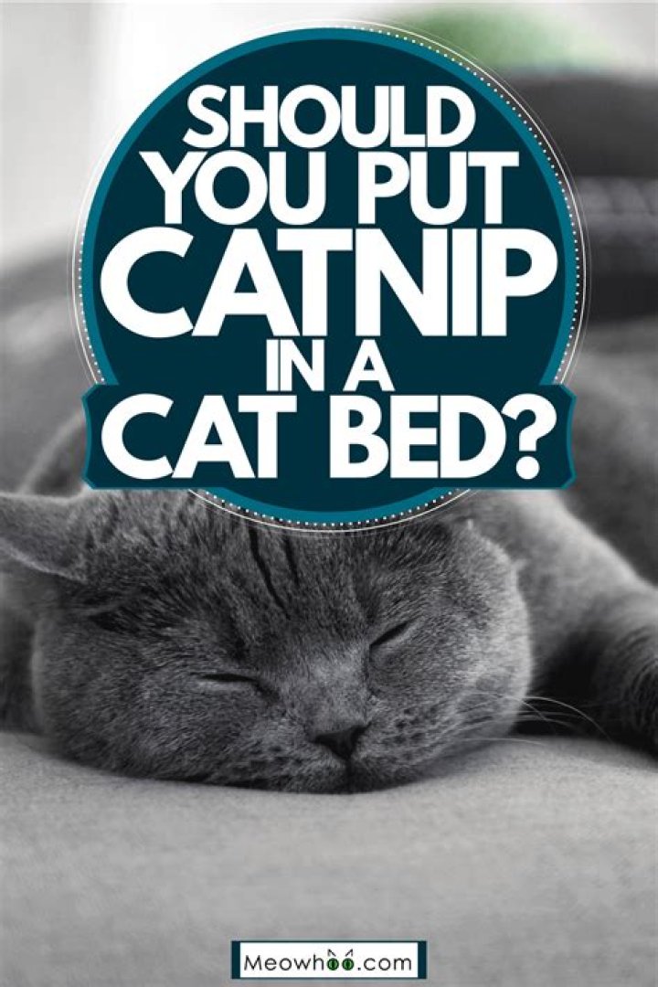 Should you put catnip in cat bed?