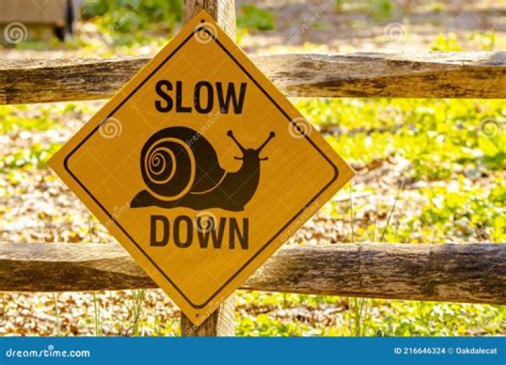 Should you slow down for animals?
