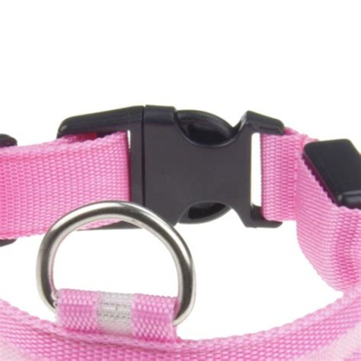 Should you take a dog collar off at night?