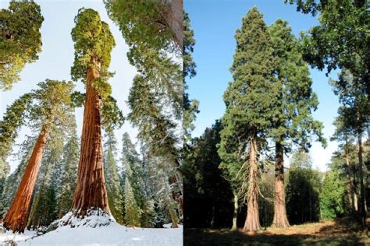 Were there trees bigger than redwoods?