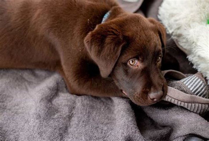 What age are puppies most hyper?