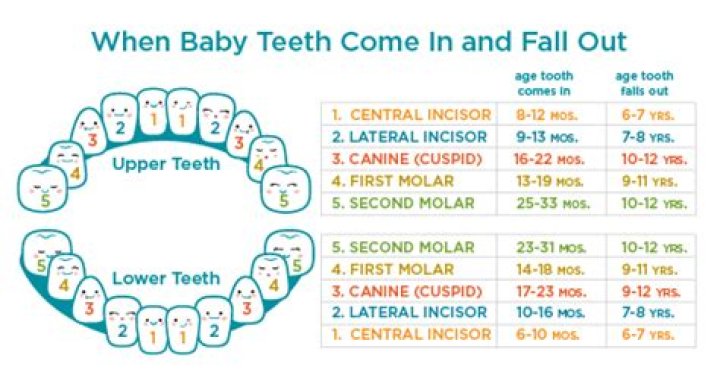 What age do you lose teeth?