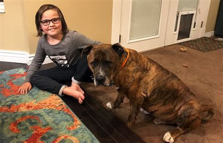 What age is a pitbull considered a senior?