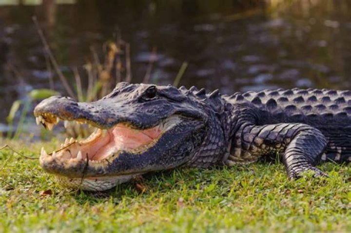 What animal does an alligator fear?
