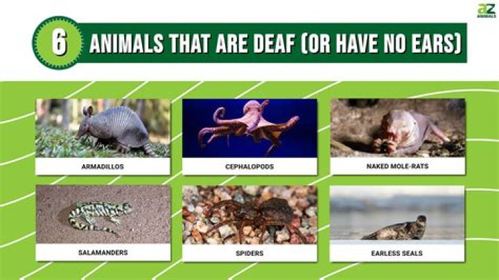 What animal does not defecate?