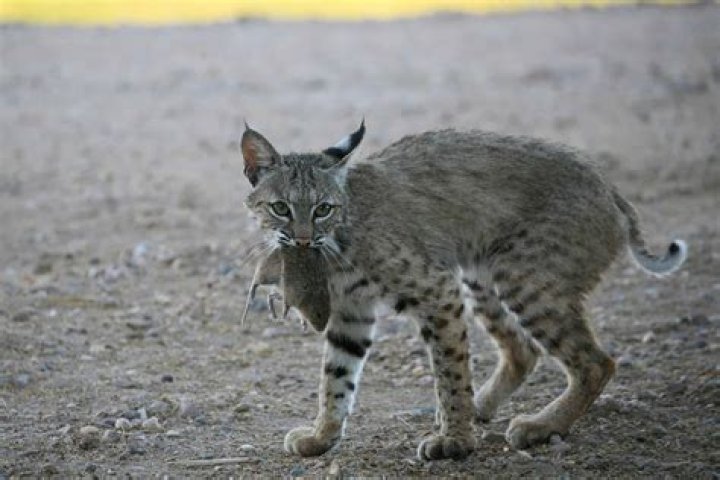 What animal eats bobcats?