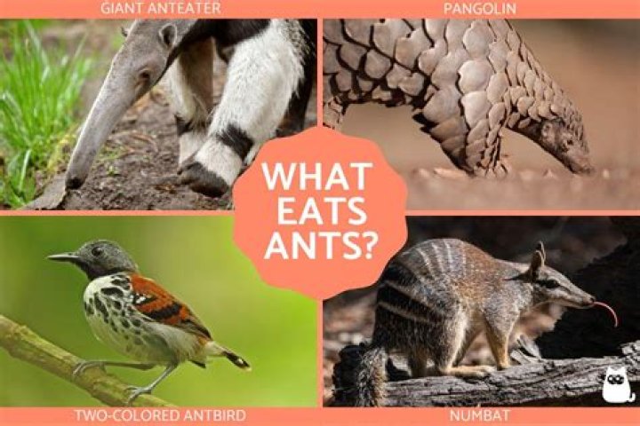 What animal eats crows?
