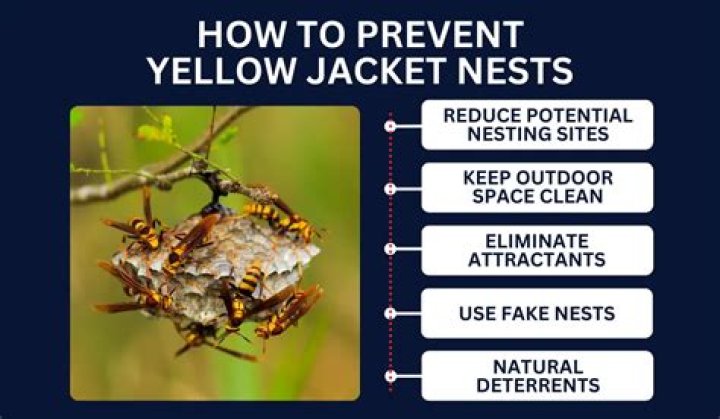 What animal eats yellow jacket nests?