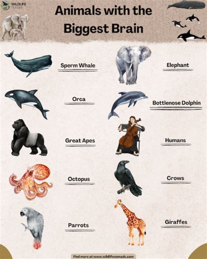 What animal has the largest brain?