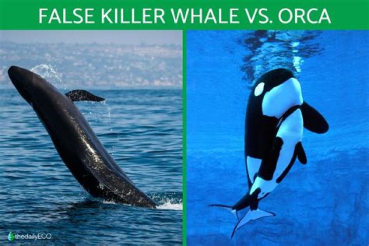 What animal is an orca afraid of?