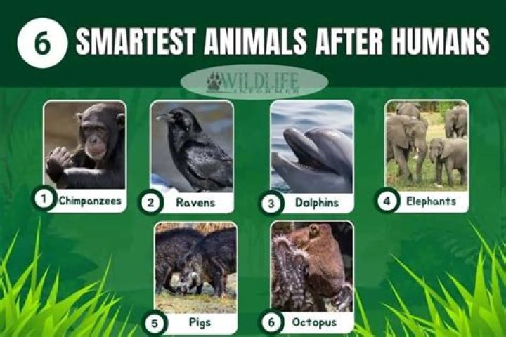 What animal is smarter than a dog?
