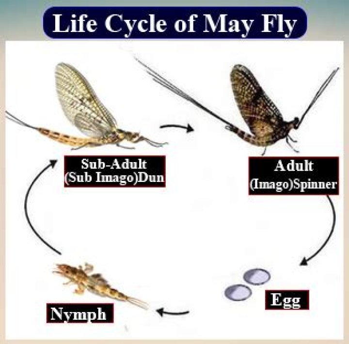 What animal only lives for 24 hours?