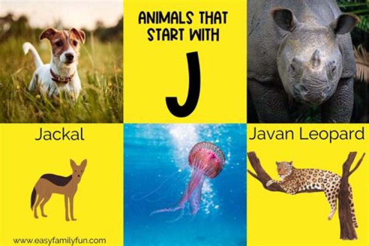What animal starts with an J?