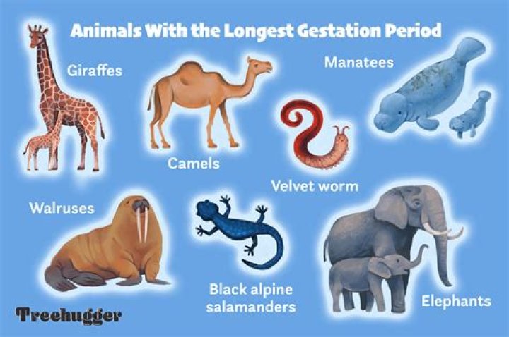 What animal takes the longest to give birth?
