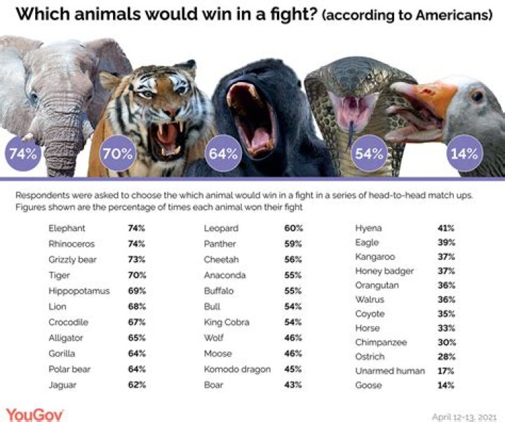 What animals could a human beat in a fight?