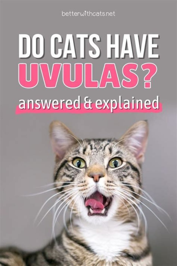 What animals dont have uvulas?