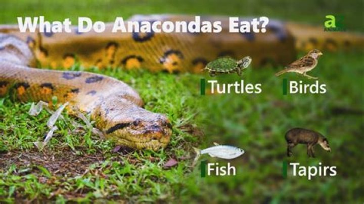 What animals eat anacondas?