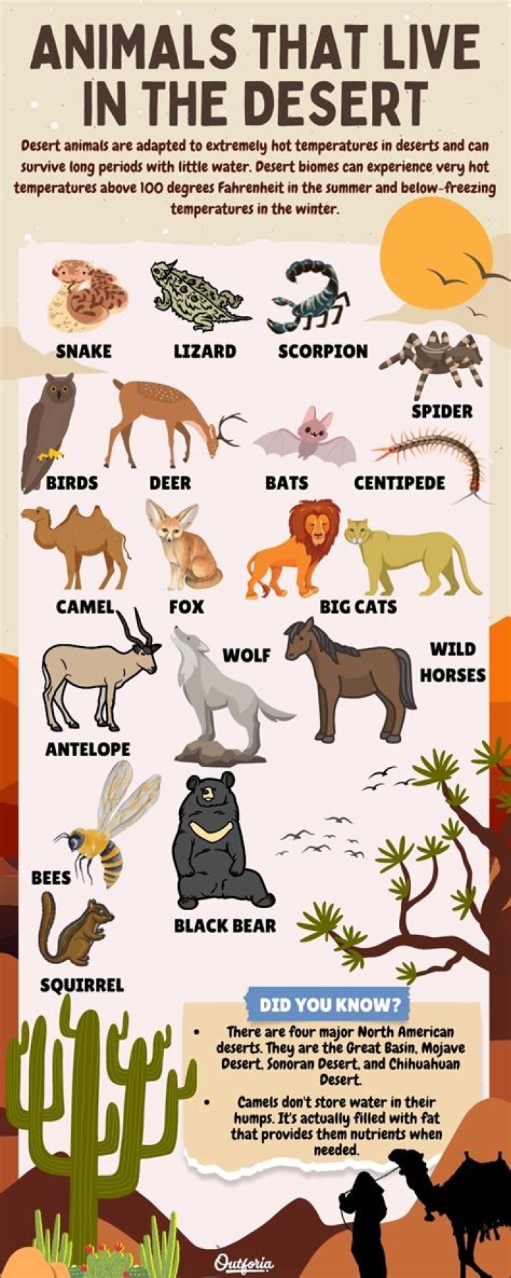 What animals have 9 lives?