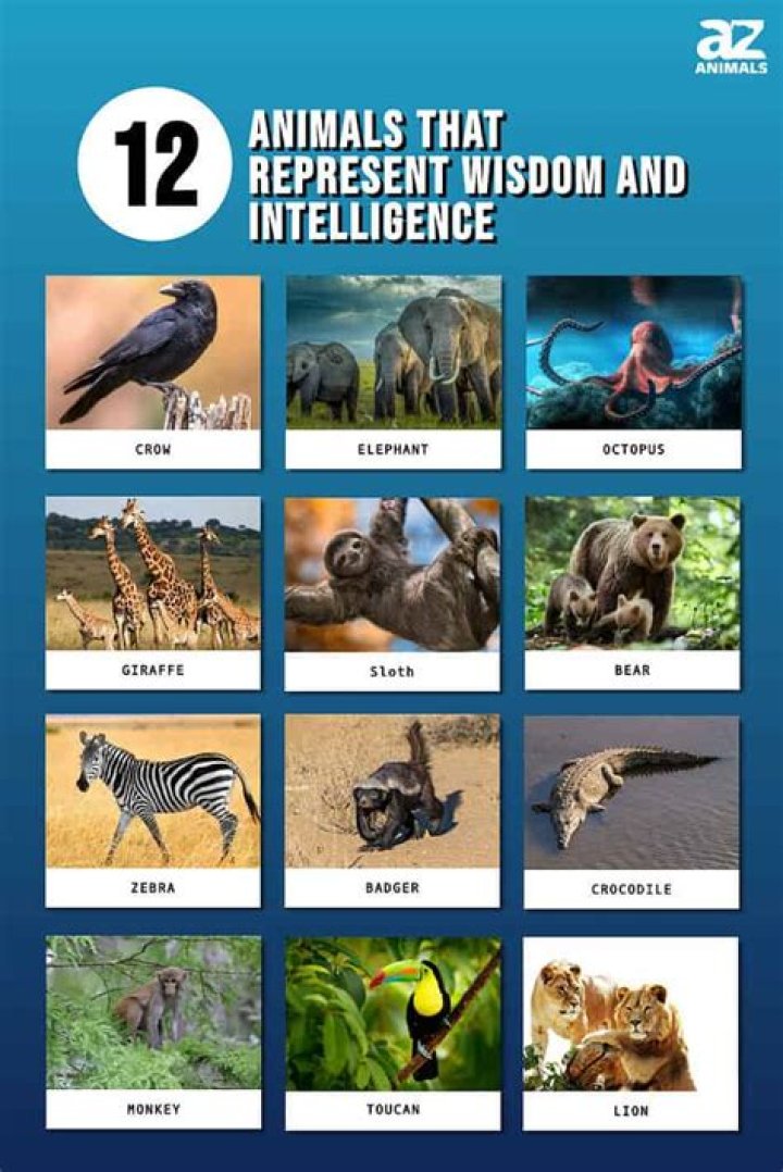 What animals represent intelligence?