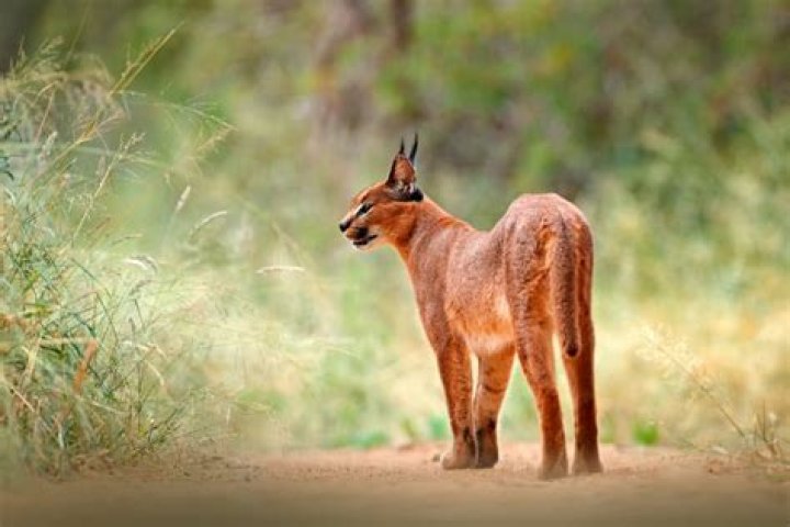 What are baby caracals called?