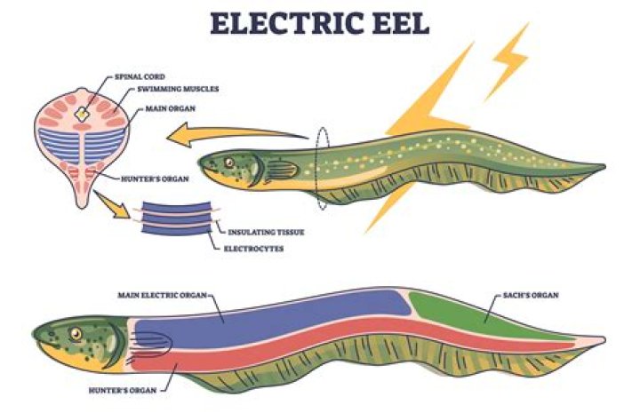 What are baby electric eels called?