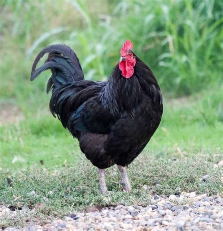 What are black chickens called?