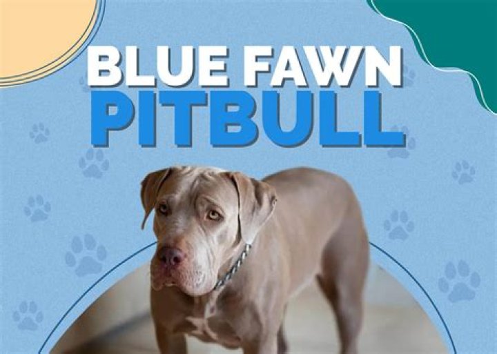 What are blue fawn Pitbulls?