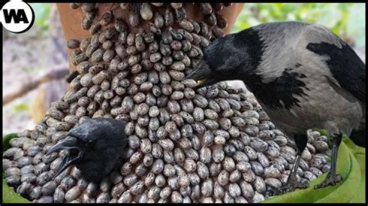 What are crows scared of?