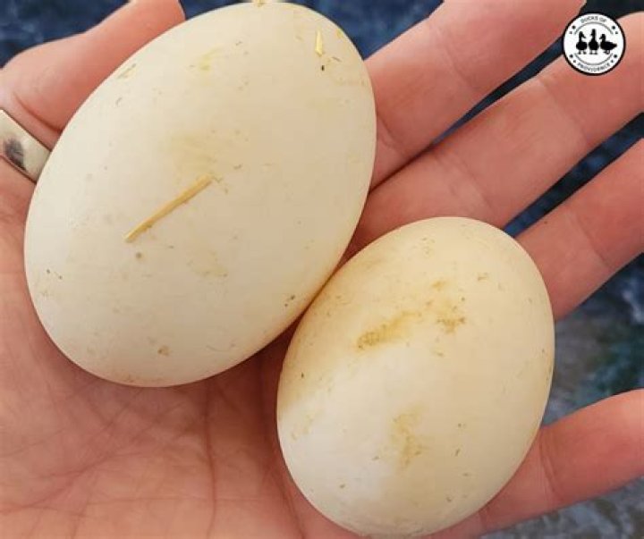 What are duck eggs best used for?