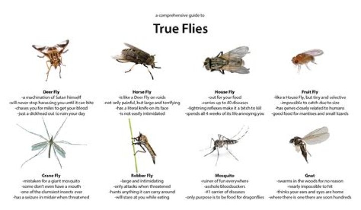 What are flies real name?