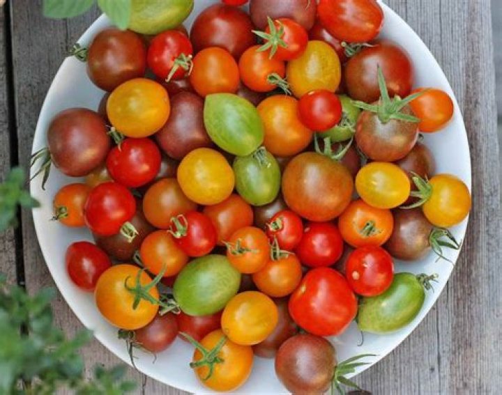 What are medium sized tomatoes called?