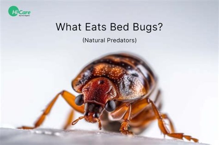 What are natural predators of bed bugs?