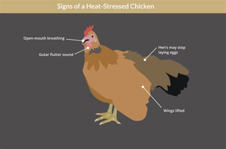 What are signs of a stressed chicken?